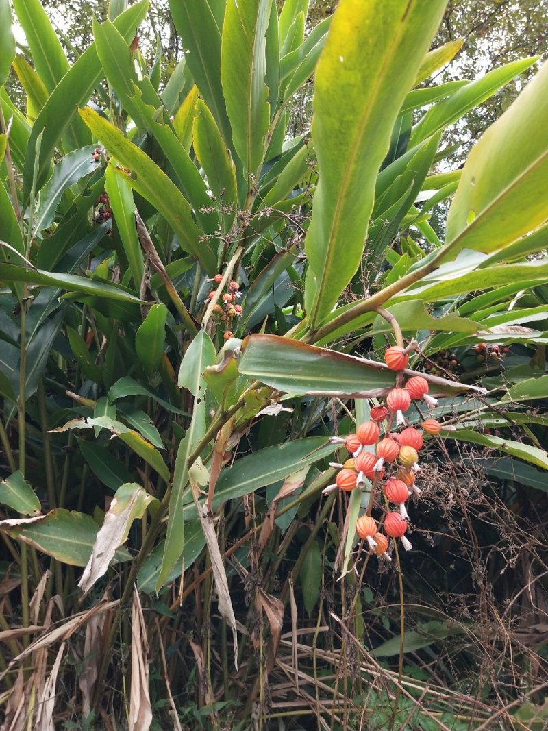 砂仁种根，基地出苗，价格便宜，可现场看货