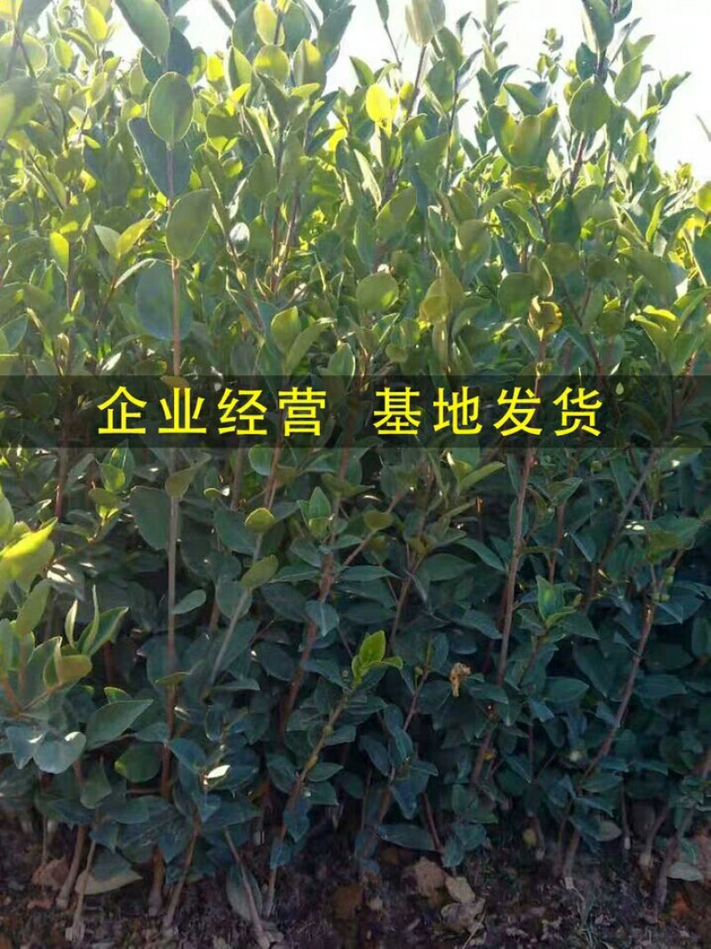 正宗油茶树苗直生南方种植大果茶子树良种山油茶土种苗无嫁接