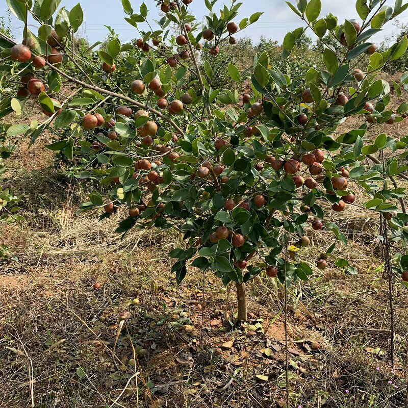 正宗油茶树苗直生南方种植大果茶子树良种山油茶土种苗无嫁接