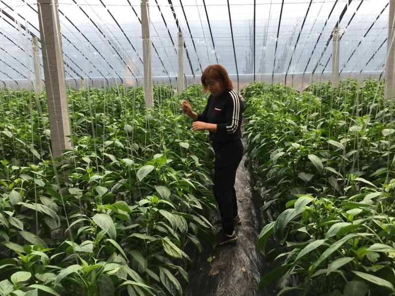 【氨基酸有机肥料】蔬菜花卉苗木80斤装寿光品牌厂家批发