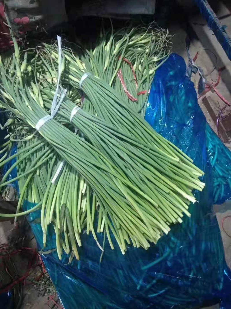 优质蒜薹批发，红帽✔白帽质量保证，货源充足