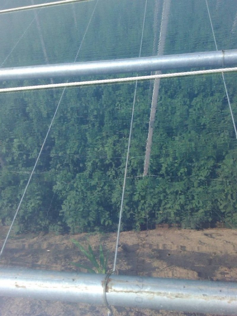 大棚膜精品水晶PO膜长寿无滴大棚膜消雾膜