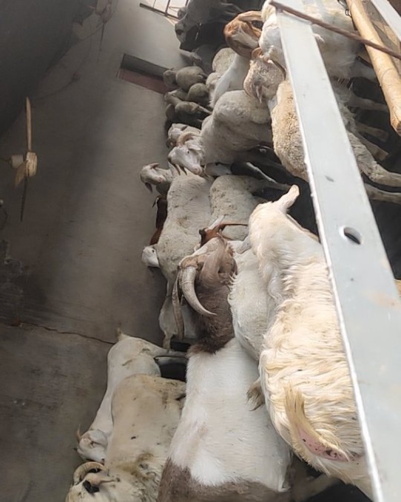 肉羊