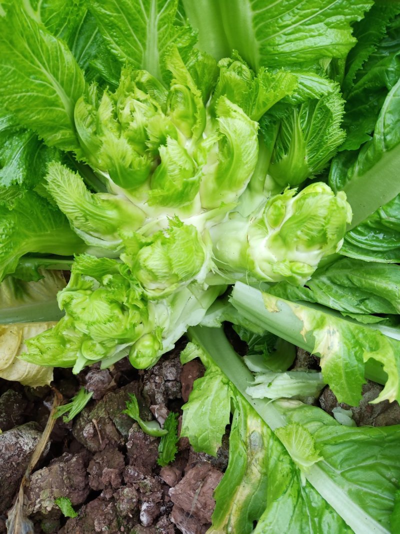 儿菜