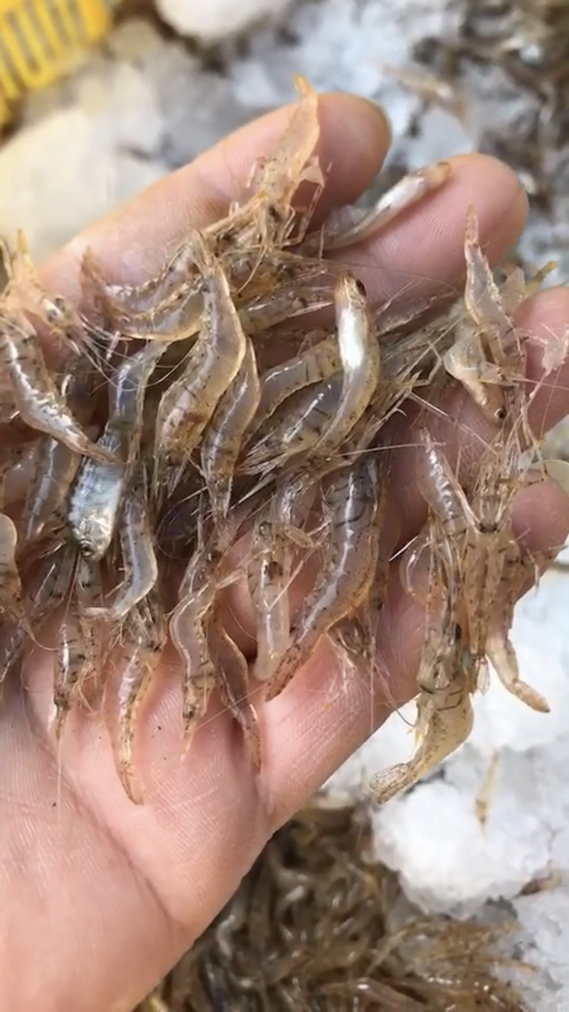 特价123公分长小虾饮用水河虾一手货源春夏秋冬有货