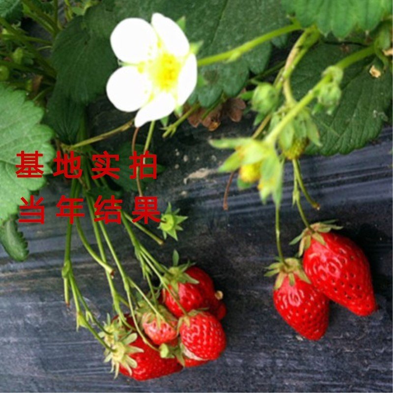 奶香草莓苗四季草莓苗室内室外种植包品种包结果四季草莓苗