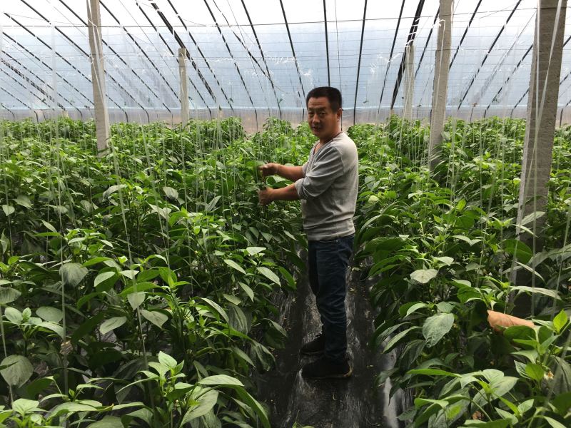 液体水溶肥40斤装蔬菜苗木寿光品牌厂家批发包邮