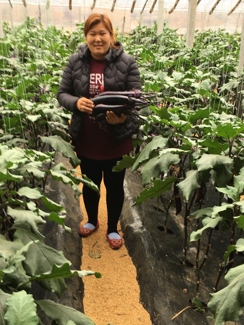 液体水溶肥40斤装蔬菜苗木寿光品牌厂家批发包邮