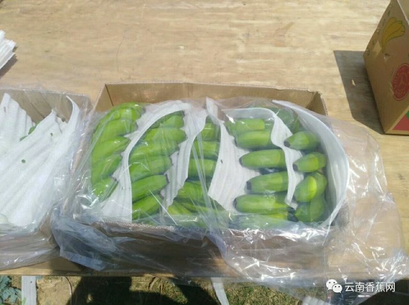 云南纯三把香蕉长年供应黄金焦，特价焦可视频看货保质量