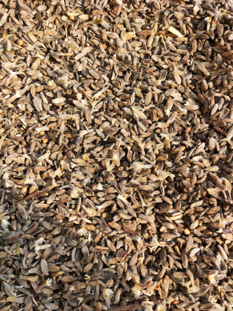白术籽白术种子白术种籽两年生改良白术子白术籽