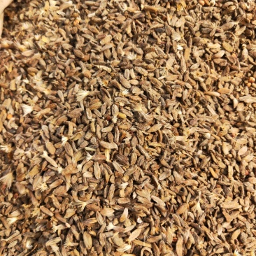 白术籽白术种子白术种籽两年生改良白术子白术籽
