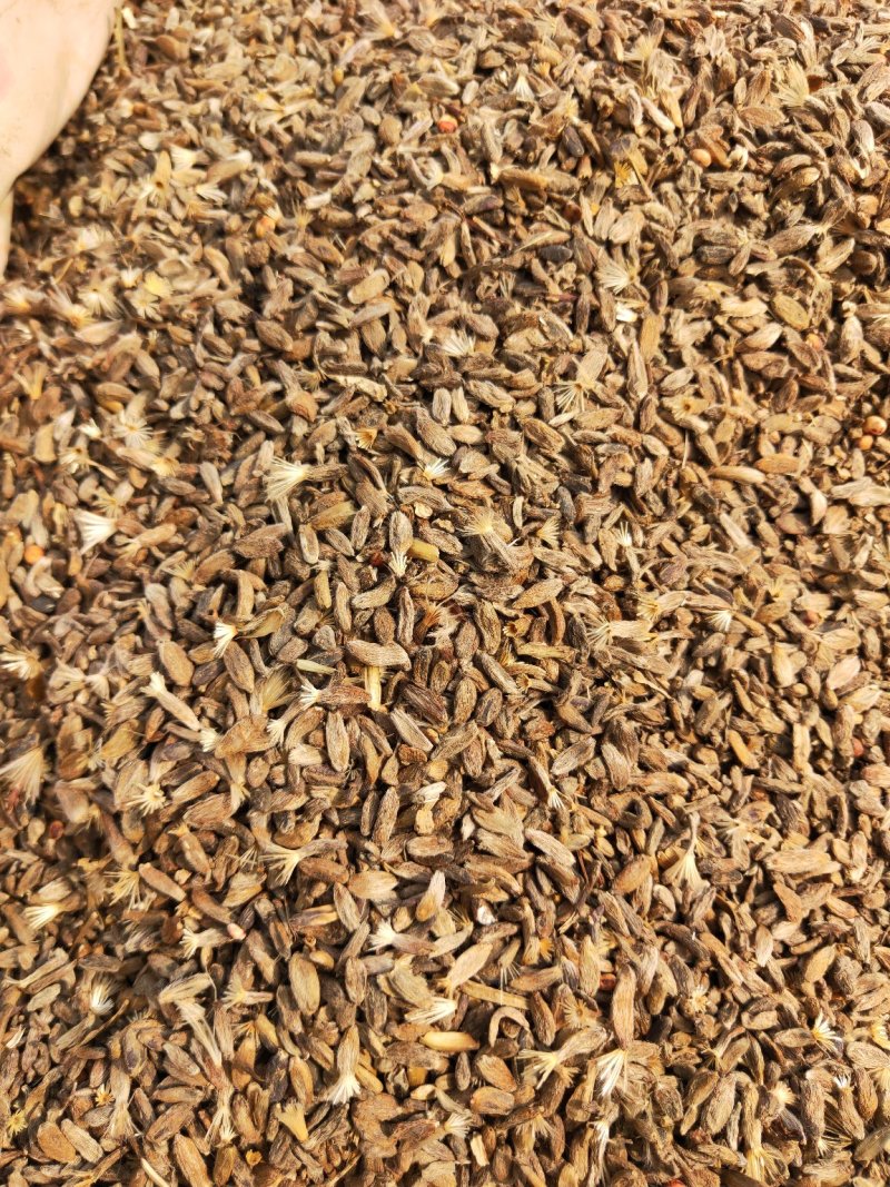 白术籽白术种子白术种籽两年生改良白术子白术籽