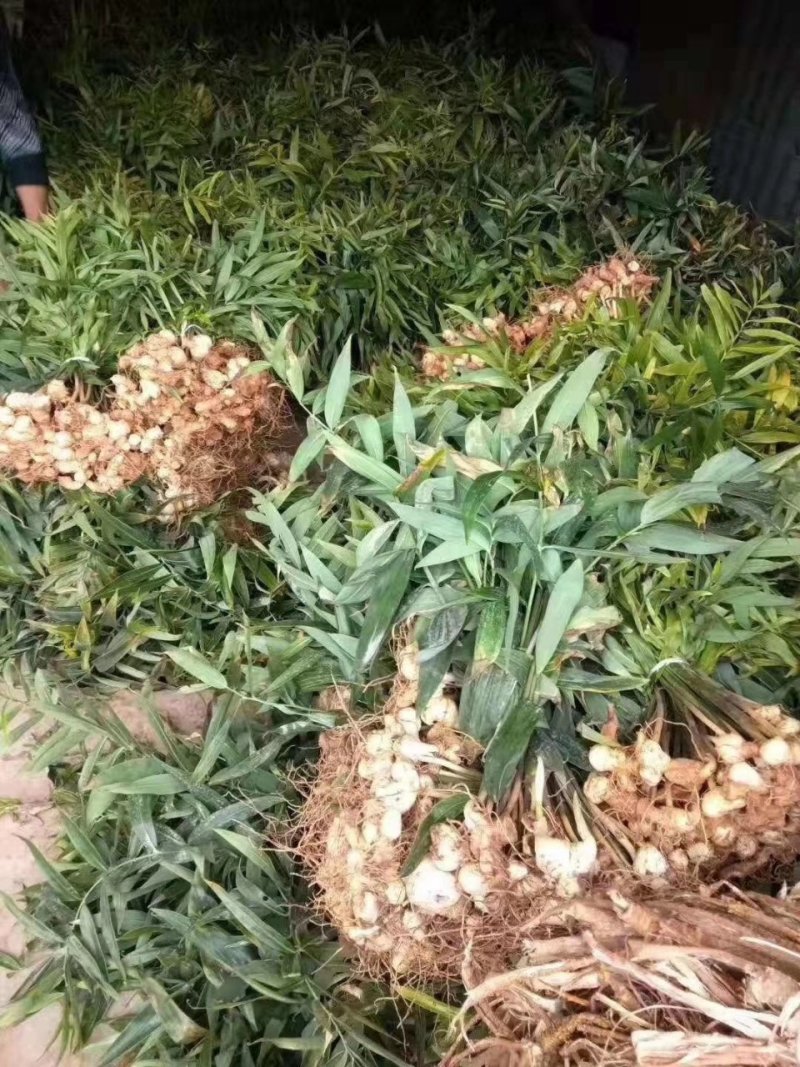 黄精不倒苗中药材黄精种植基地一手源头基地