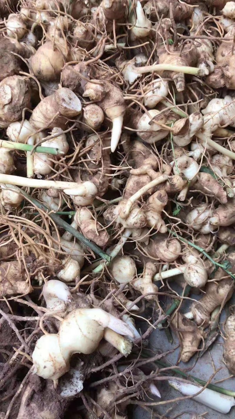 黄精不倒苗中药材黄精种植基地一手源头基地