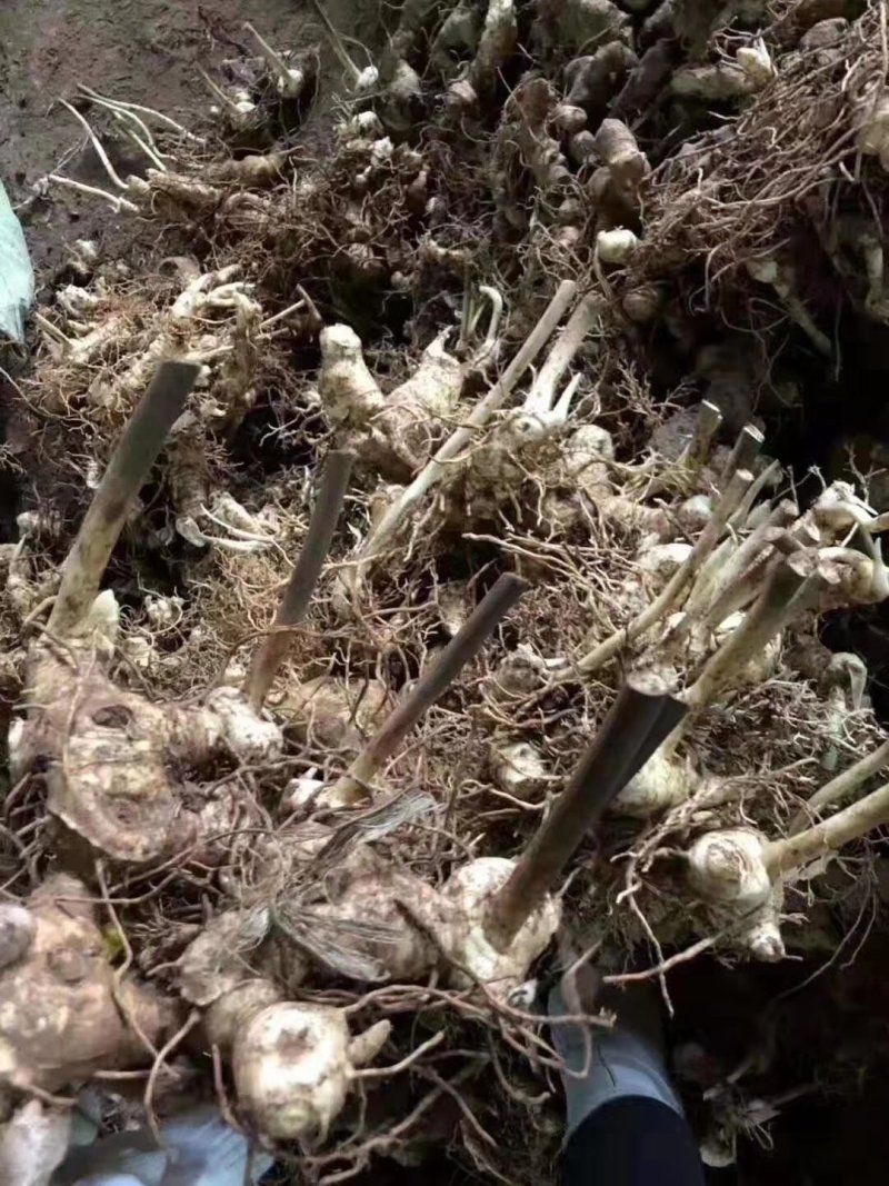 黄精不倒苗中药材黄精种植基地一手源头基地