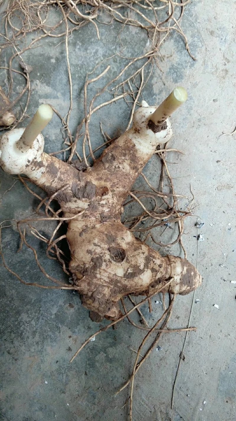 黄精不倒苗中药材黄精种植基地一手源头基地