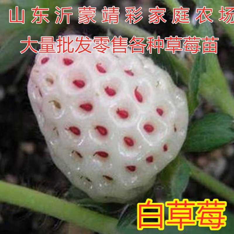 白草莓苗白雪公主草莓苗四季草莓苗南北方种植草莓苗包品种苗