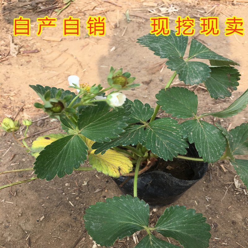白草莓苗白雪公主草莓苗四季草莓苗南北方种植草莓苗包品种苗