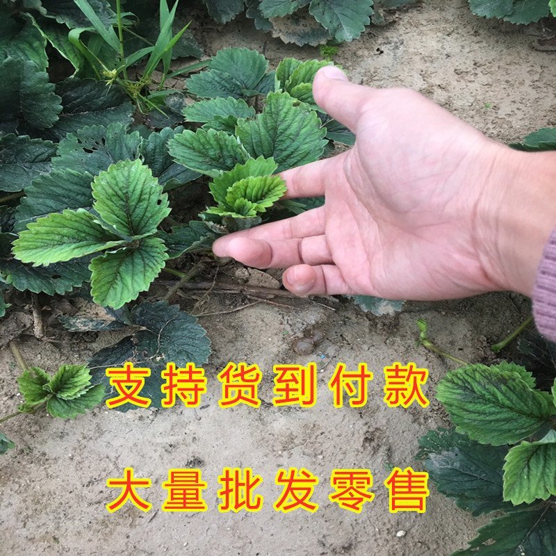 白草莓苗白雪公主草莓苗四季草莓苗南北方种植草莓苗包品种苗