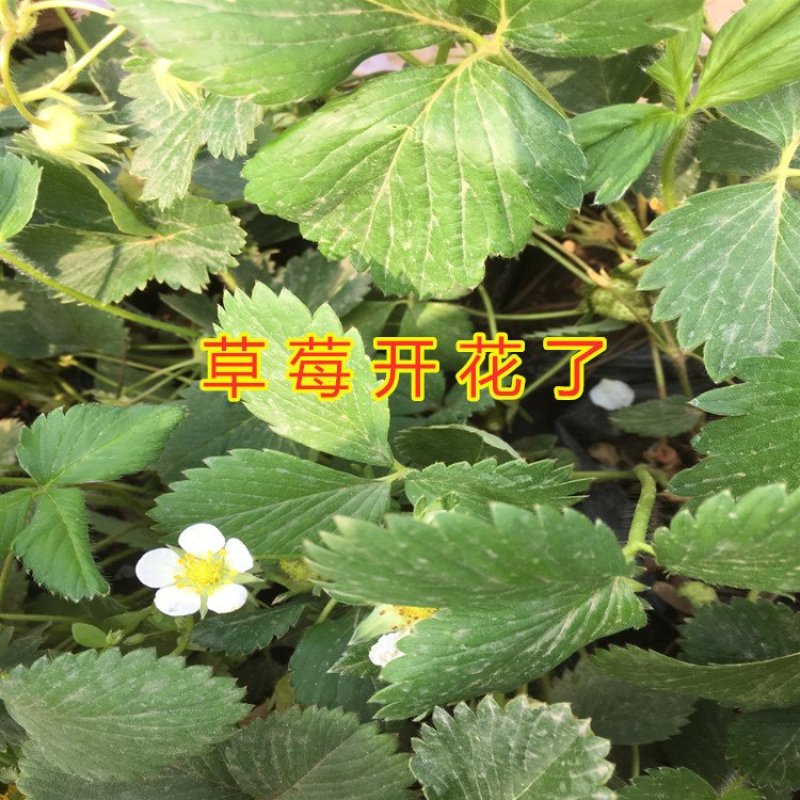白草莓苗白雪公主草莓苗四季草莓苗南北方种植草莓苗包品种苗