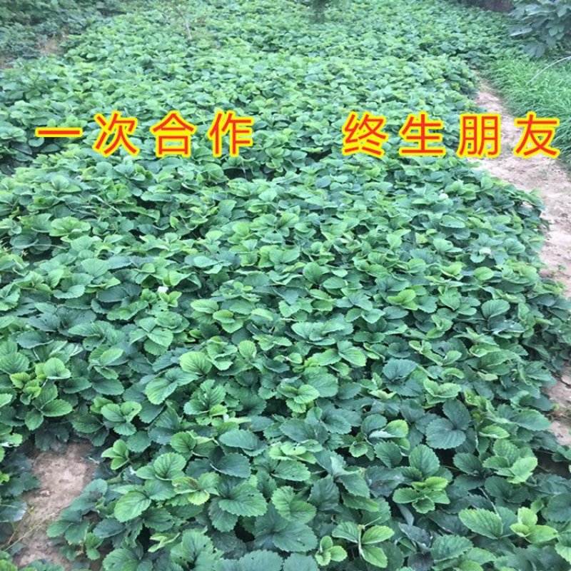 白草莓苗白雪公主草莓苗四季草莓苗南北方种植草莓苗包品种苗