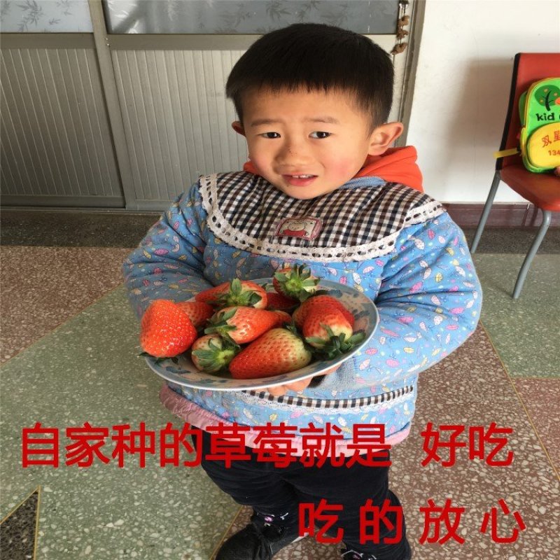 白草莓苗白雪公主草莓苗四季草莓苗南北方种植草莓苗包品种苗