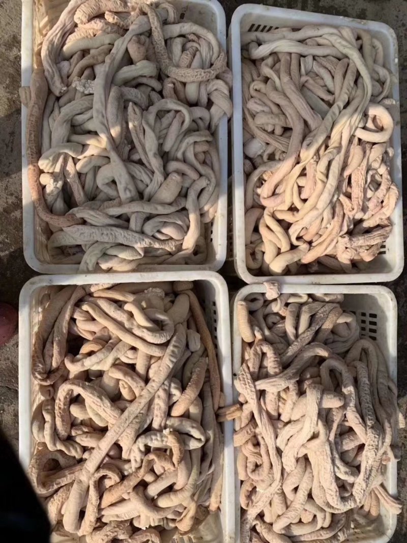 半成品大肠小肠
