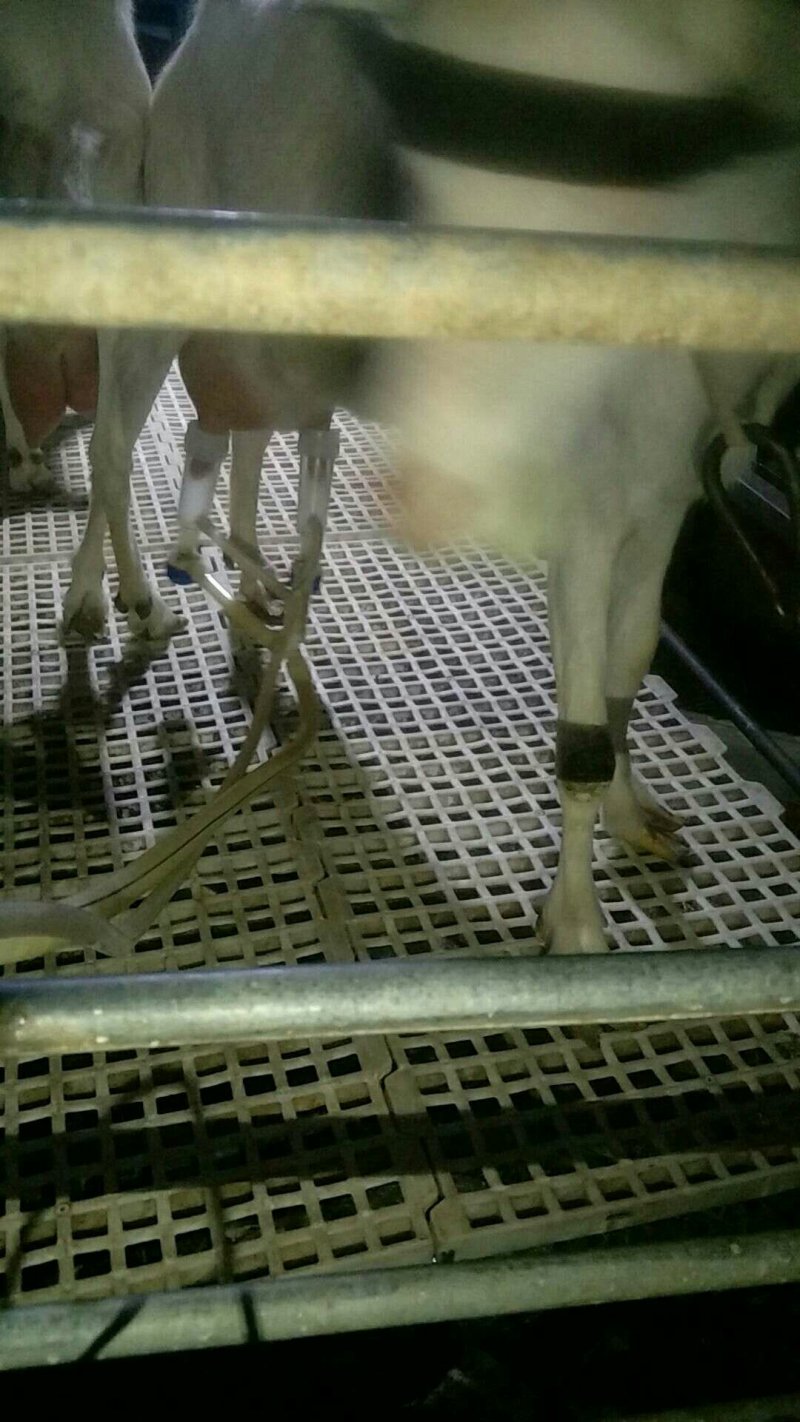 现挤鲜羊奶