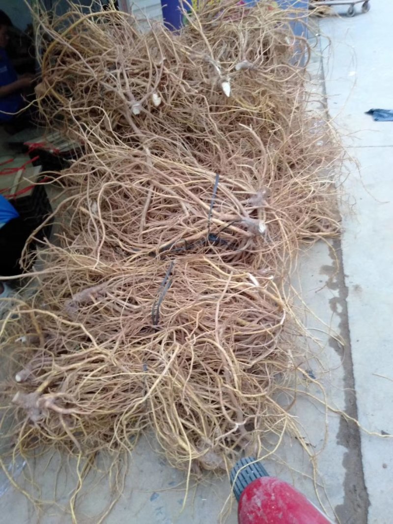 湖南五指毛桃苗，提供种植技术，成活好，基地直供，回收成品