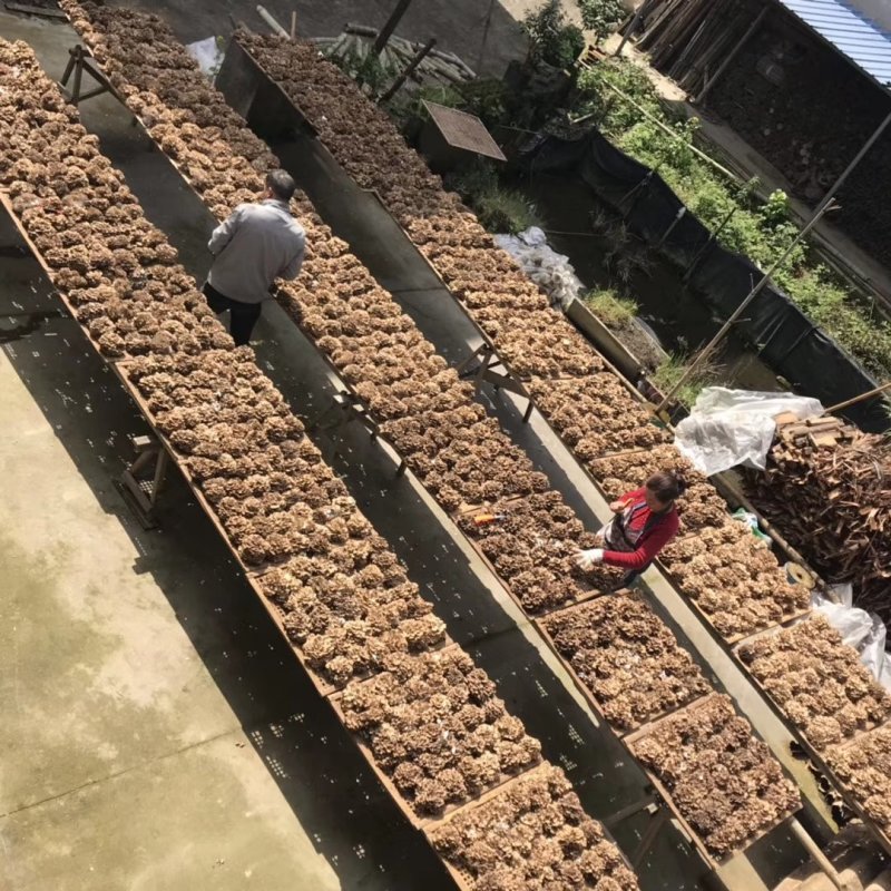 新鲜灰树花鲜舞茸栗蘑当天采摘当天发货农家种植