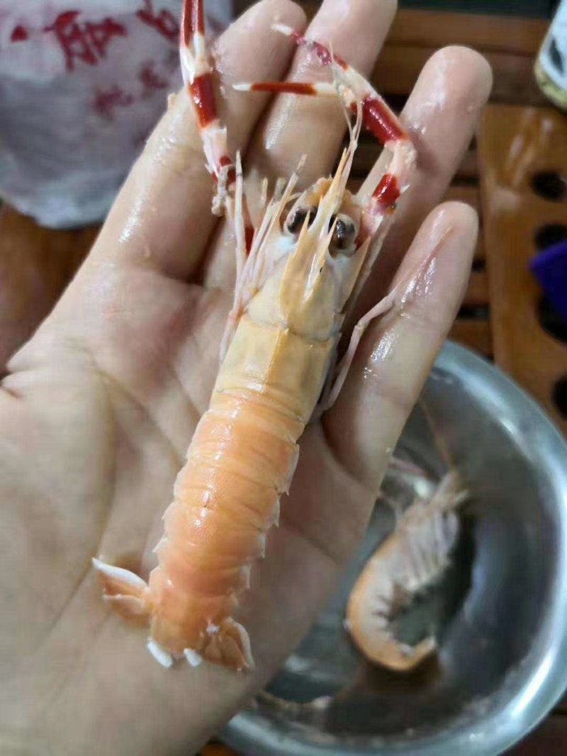 海龙虾，天然海鲜。质量保证。麻辣爆款。冷链物流全国配送。