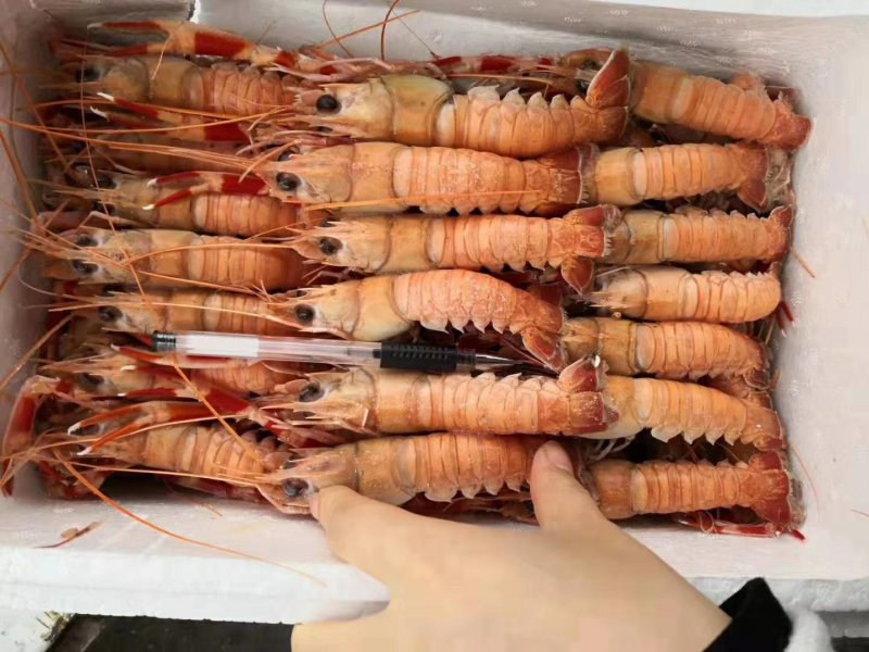 海龙虾，天然海鲜。质量保证。麻辣爆款。冷链物流全国配送。