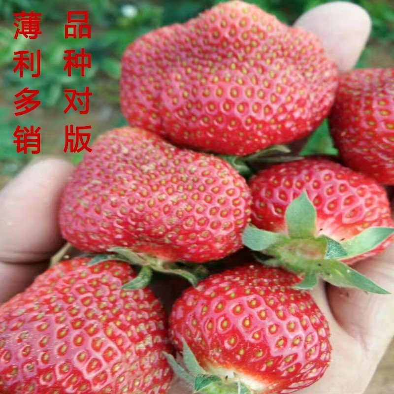 法兰地草莓苗超大超甜草莓苗四季草莓苗南北方种植草莓苗