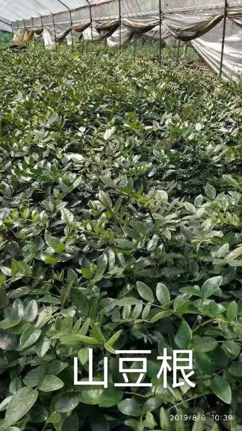 广西山豆根苗，山豆根苗，根须好，成活好，回收产品