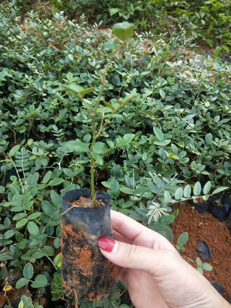 广西山豆根苗，山豆根苗，根须好，成活好，回收产品