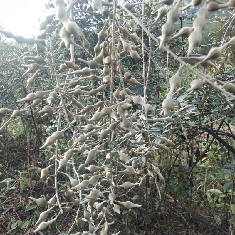 广西山豆根苗，杯苗山豆根苗，育苗基地一手货源批发
