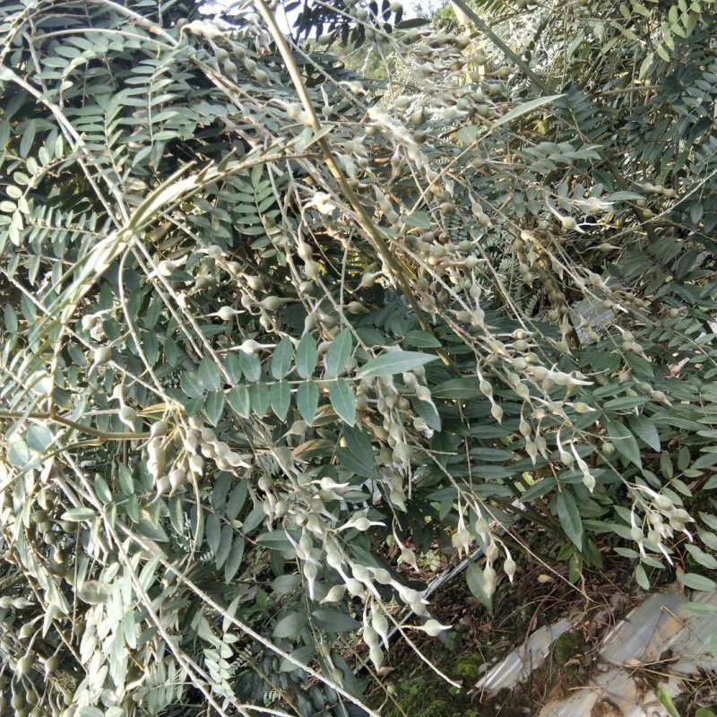 广西山豆根苗，杯苗山豆根苗，育苗基地一手货源批发