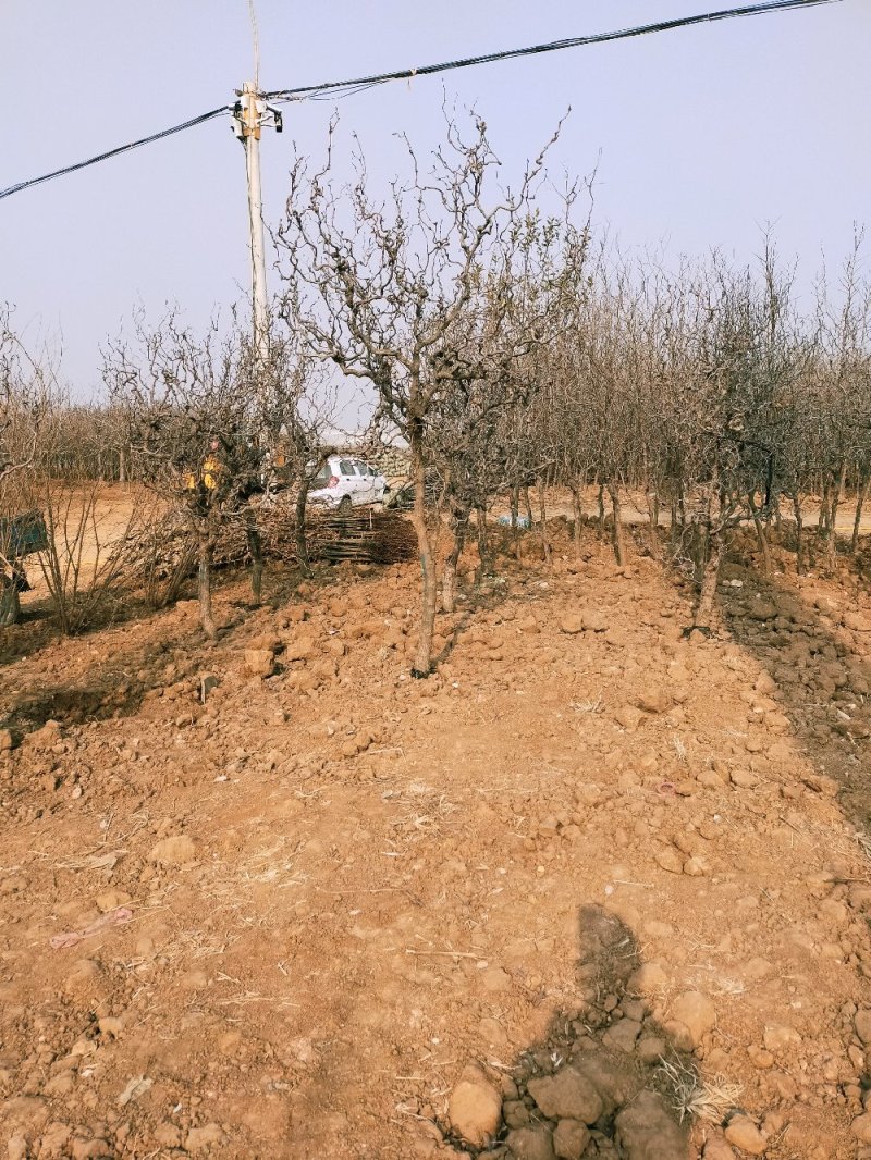 我苗木园常年精心培育，精品龙须枣树