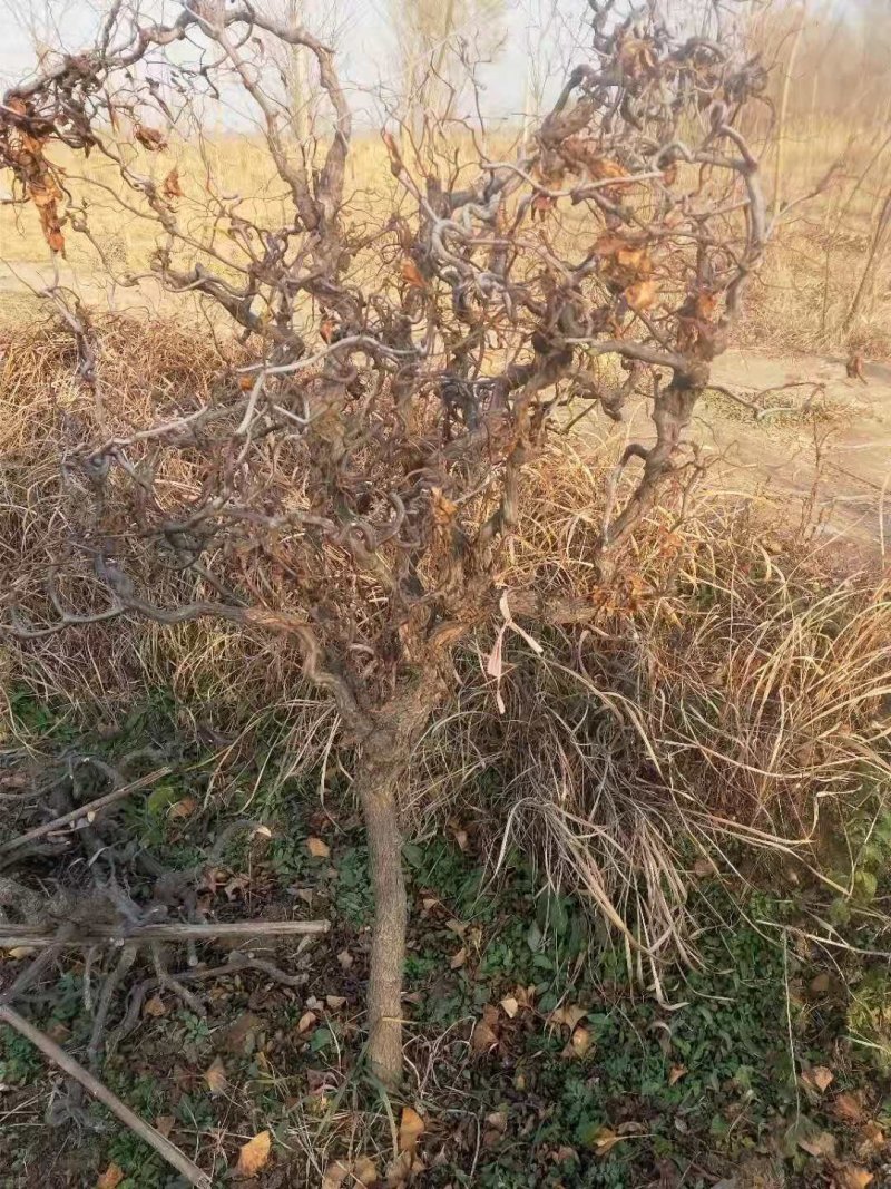 我苗木园常年精心培育，精品龙须枣树