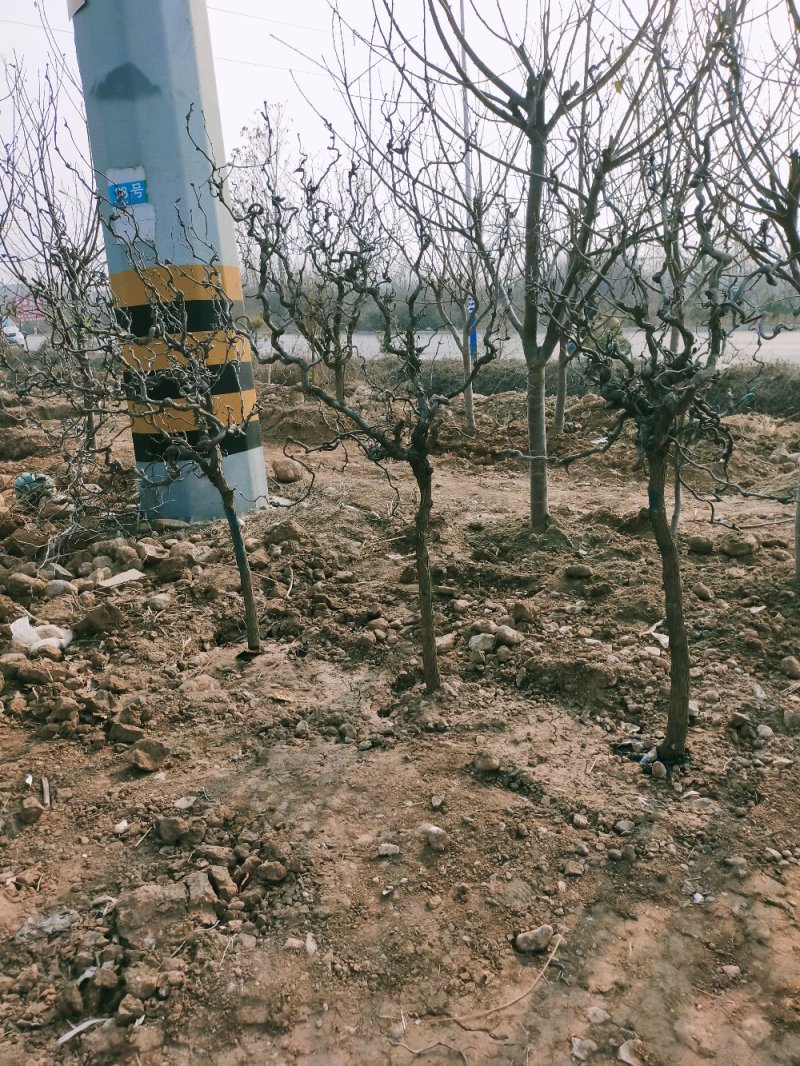我苗木园常年精心培育，精品龙须枣树