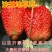 四季草莓苗品种草莓苗好养易活包品种包结果草莓苗南北方种植
