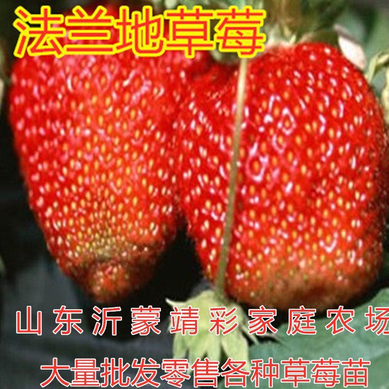 四季草莓苗品种草莓苗好养易活包品种包结果草莓苗南北方种植