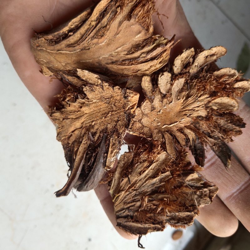 贯众选无硫过筛地道药材关书药业