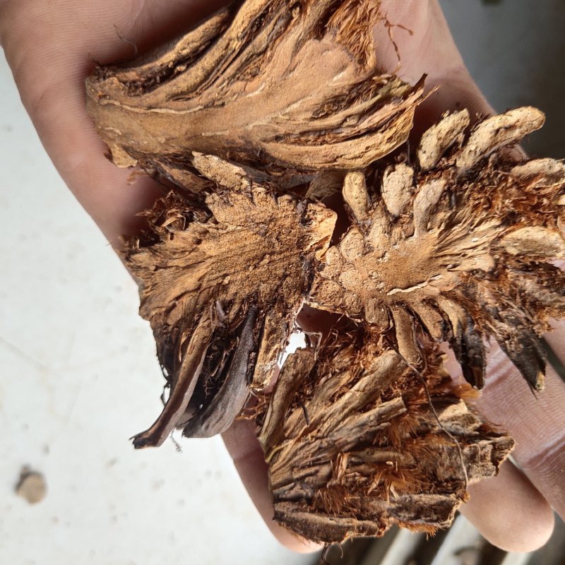 贯众选无硫过筛地道药材关书药业
