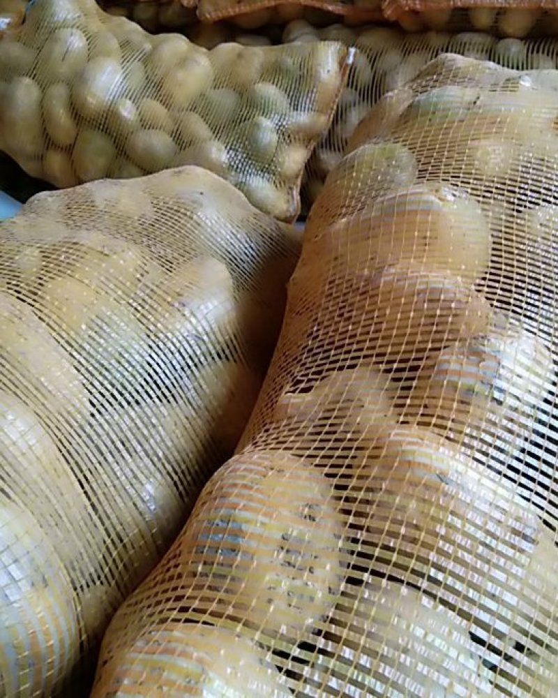 荷兰十五黄皮黄心一到三两土豆品种欢迎电话联