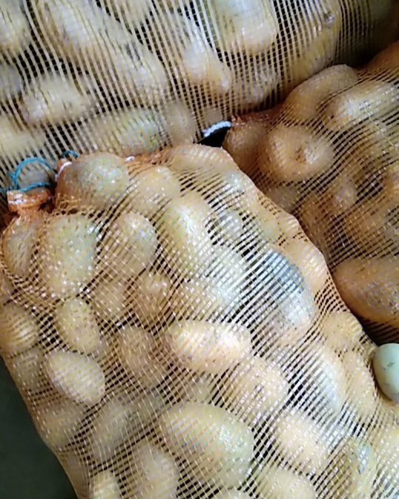 荷兰十五黄皮黄心一到三两土豆品种欢迎电话联