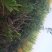 占地专用桃树苗3-5公分，价格便宜