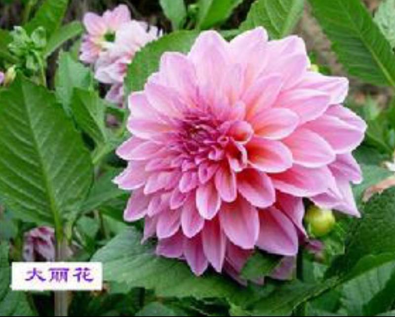 大丽花种子盆栽花卉种子公园花海四季可以播种子