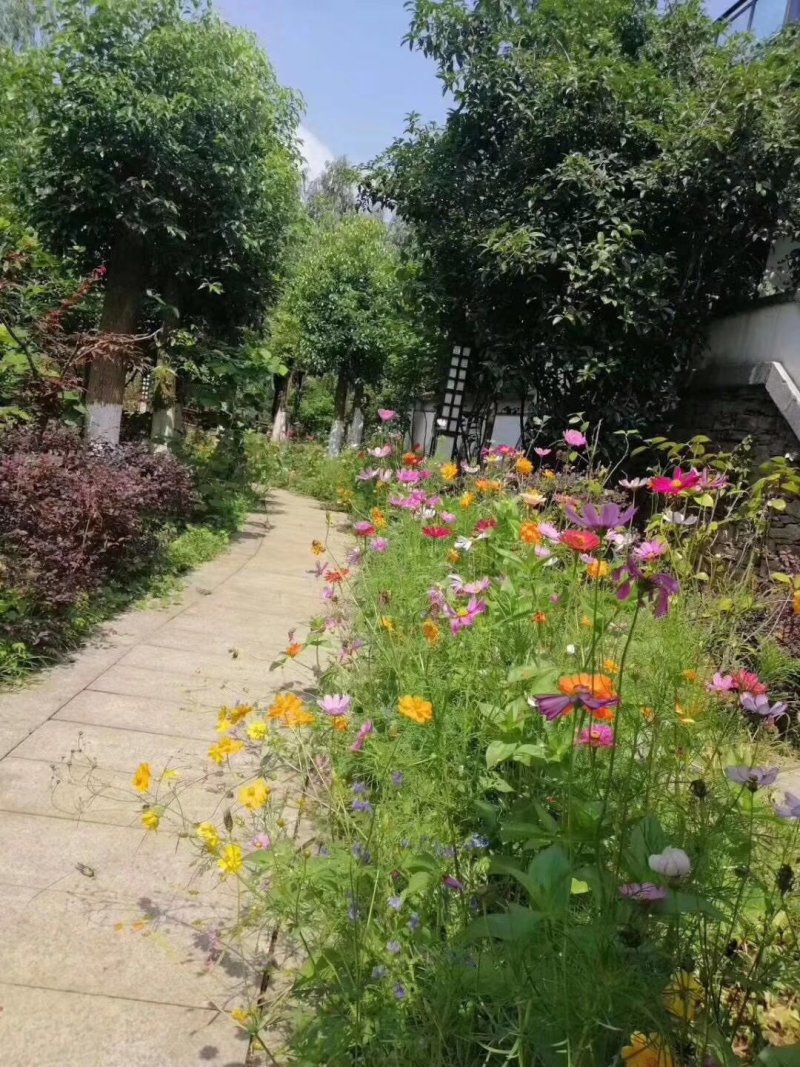 硫化菊种子黄波斯菊花种子黄秋英花籽硫华菊种子四季易种