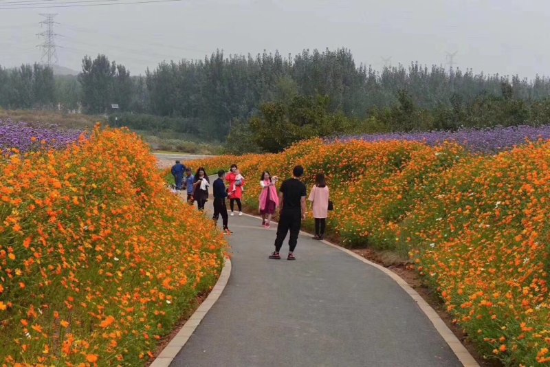 硫化菊种子黄波斯菊花种子黄秋英花籽硫华菊种子四季易种